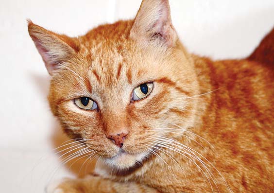 Pet of the Week